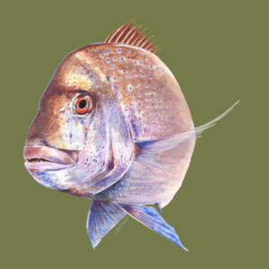 Old Bronzy Kids Supply Hoodie Design