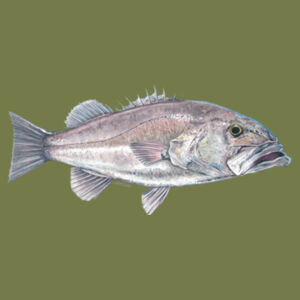 Hapuka Kids Supply Hoodie Design