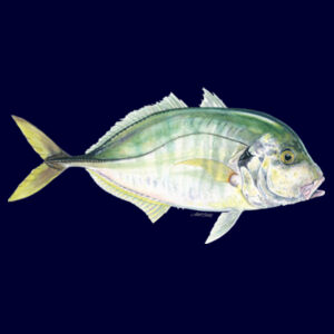 Trevally Kids Supply Hoodie Design