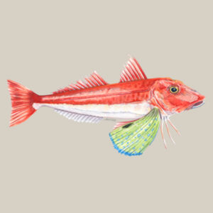 Red Gurnard Kids Supply Hoodie Design