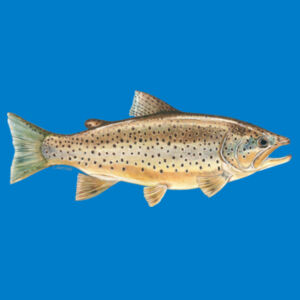 Brown Trout Mens Staple Tee Design