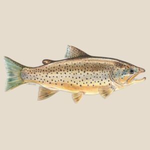Brown Trout Womens Mali Tee Design