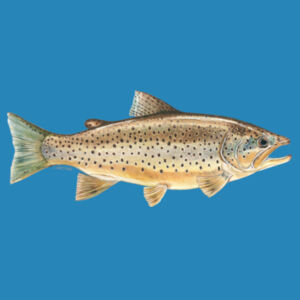 Brown Trout Womens Maple Tee Design