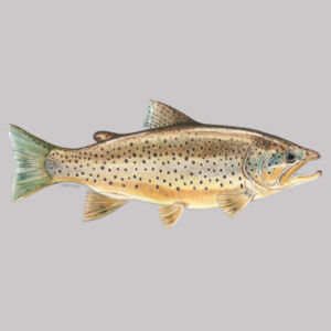 Brown Trout Women's Supply Hoodie Design