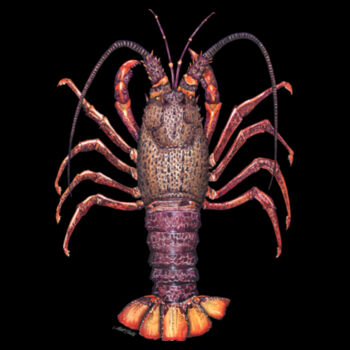 Crayfish Womens Maple Tee Design