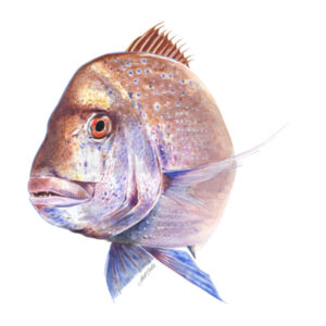 Old Bronzy Womens Maple Curve Long Sleeve Tee Design