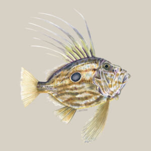 John Dory Womens Maple Curve Long Sleeve Tee Design