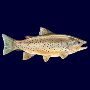 Brown Trout Womens Maple Curve Long Sleeve Tee Design