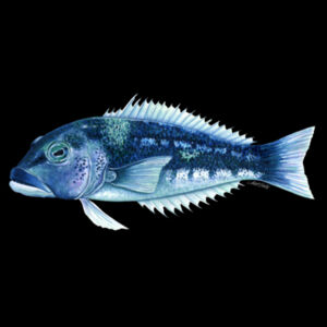 Blue Cod Mens Staple Tee Design