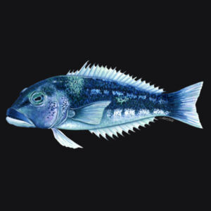 Blue Cod Mens Supply Hoodie Design