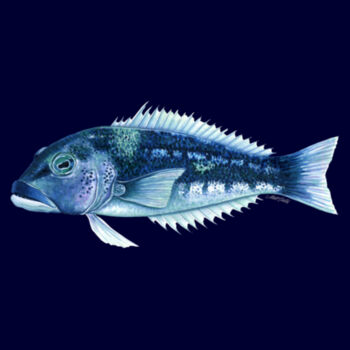 Blue Cod Womens Maple Tee Design