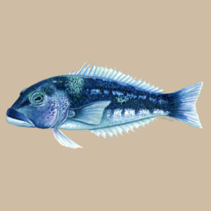 Blue Cod Womens Maple Curve Long Sleeve Tee Design