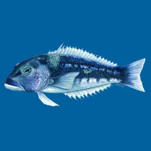 Blue Cod Kids Classic Tee Design