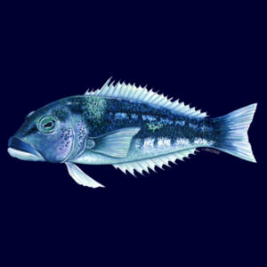 Blue Cod Kids Supply Hoodie Design