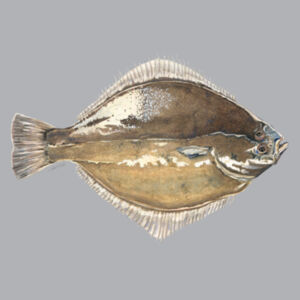 Sand Flounder Mens Staple Tee Design