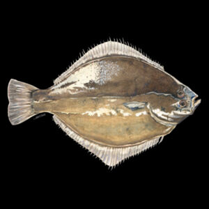 Sand Flounder Mens Supply Hoodie Design