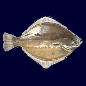 Sand Flounder Women's Supply Hoodie Design