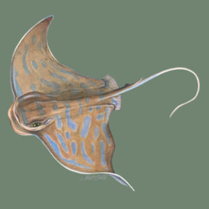 Eagle Ray Womens Mali Tee Design