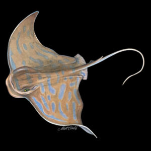 Eagle Ray Kids Classic Tee Design