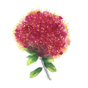 Pohutukawa in Bloom Womens Maple Curve Long Sleeve Design